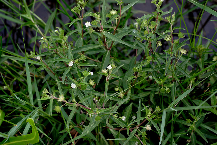 گل مروارید کاذب